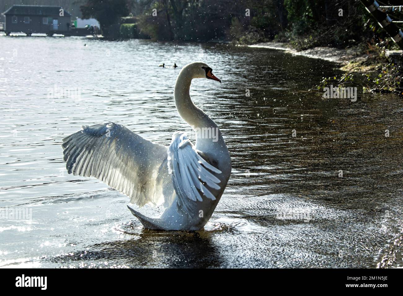 Swan si alza e mostra sul Loch Lomond blu con la luce dietro di esso. Foto Stock