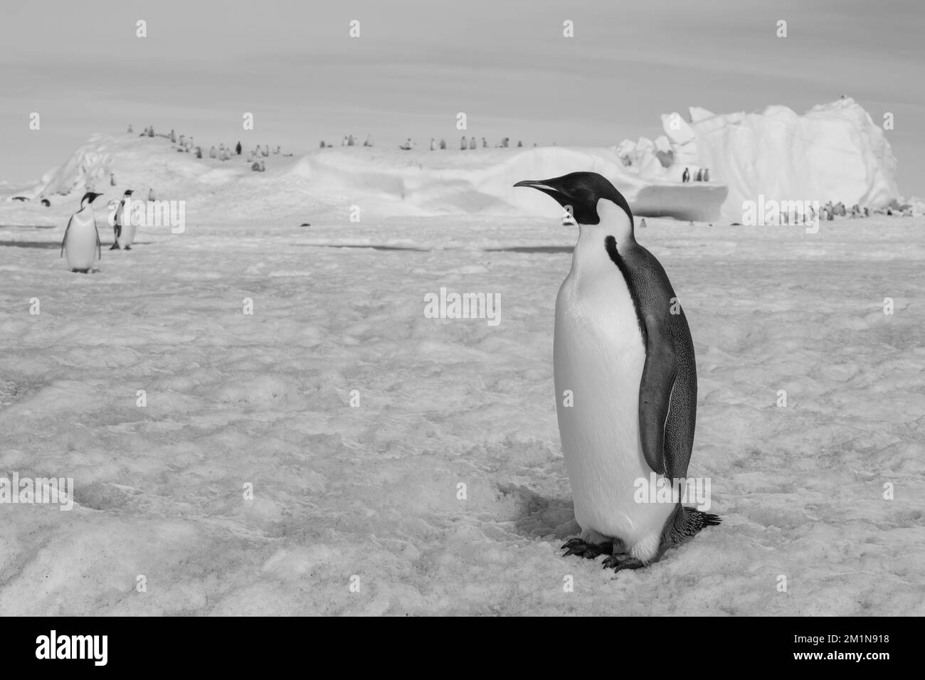 Antartide, Mare di Weddell, Isola di Snow Hill, colonia di Snow Hill. Pinguino imperatore (Aptenodytes fosteri) su ghiaccio, colonia con pulcini in lontananza. Nero & Foto Stock
