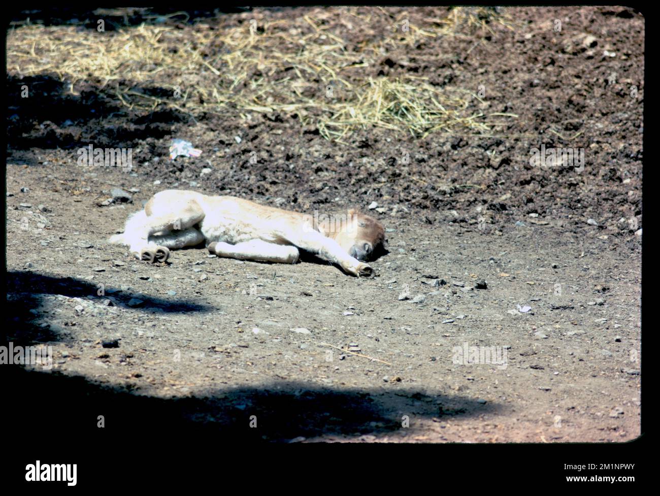 Cavallo bambino in uno zoo, cavalli, zoo, animali da zoo. Collezione Edmund L. Mitchell Foto Stock