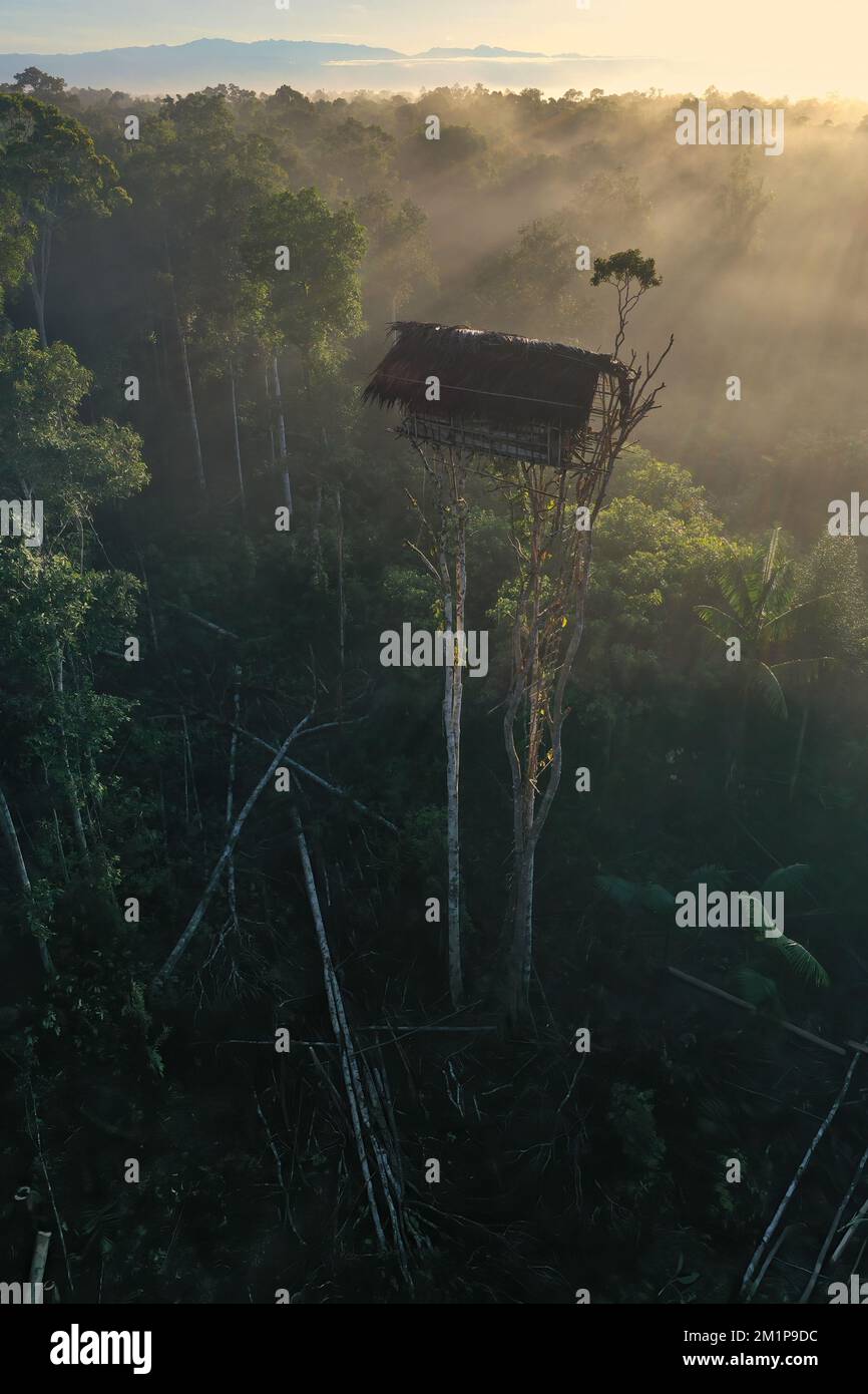 La tribù dei Korowai, spesso chiamata la tribù degli Asmat degli alberi, perché vivono in alberi alti. Preso @Gauli villaggio, Korowai distretto, Papua, Indonesi Foto Stock