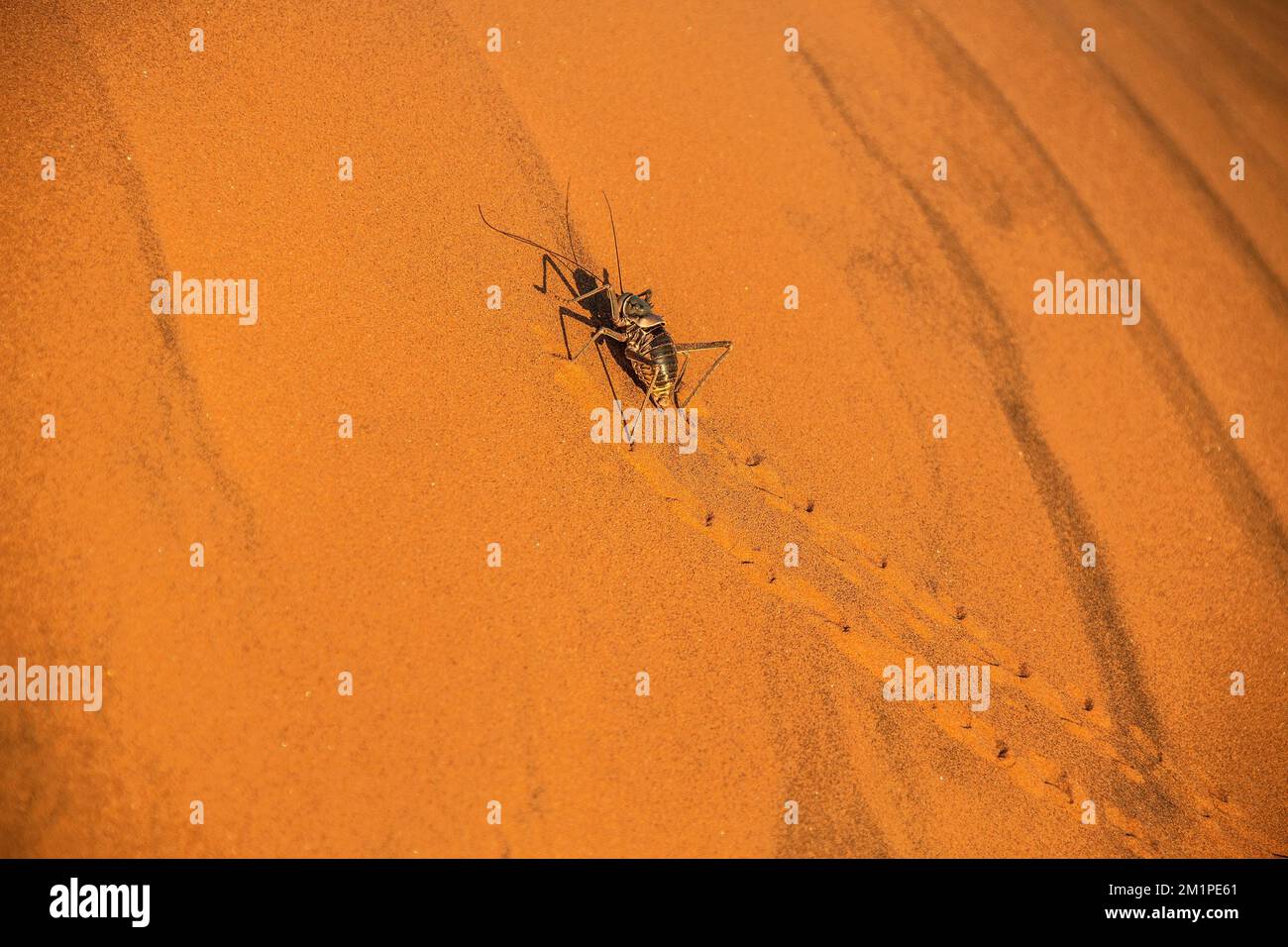 Corn Cricket armato che lascia tracce attraverso la sabbia increspata del deserto del Namib. Foto Stock
