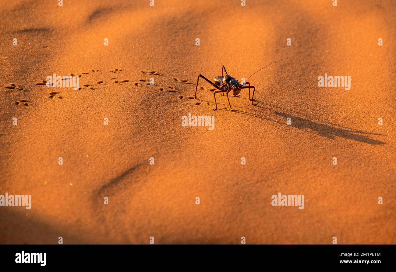 Corn Cricket armato che lascia tracce attraverso la sabbia increspata del deserto del Namib. Foto Stock