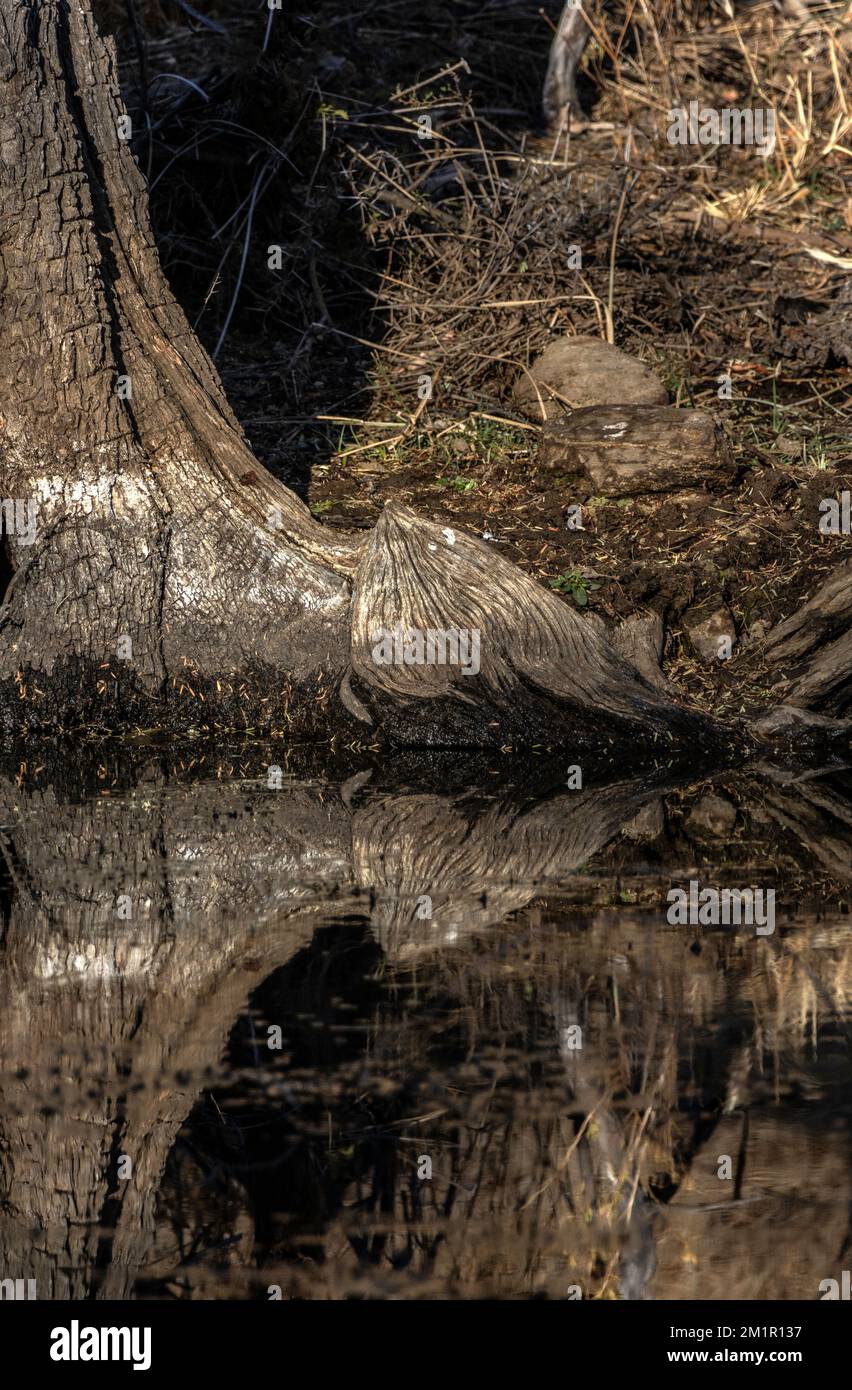 Riflazioni di un albero in acqua ferma che mostra un segno di acqua alta. Foto Stock