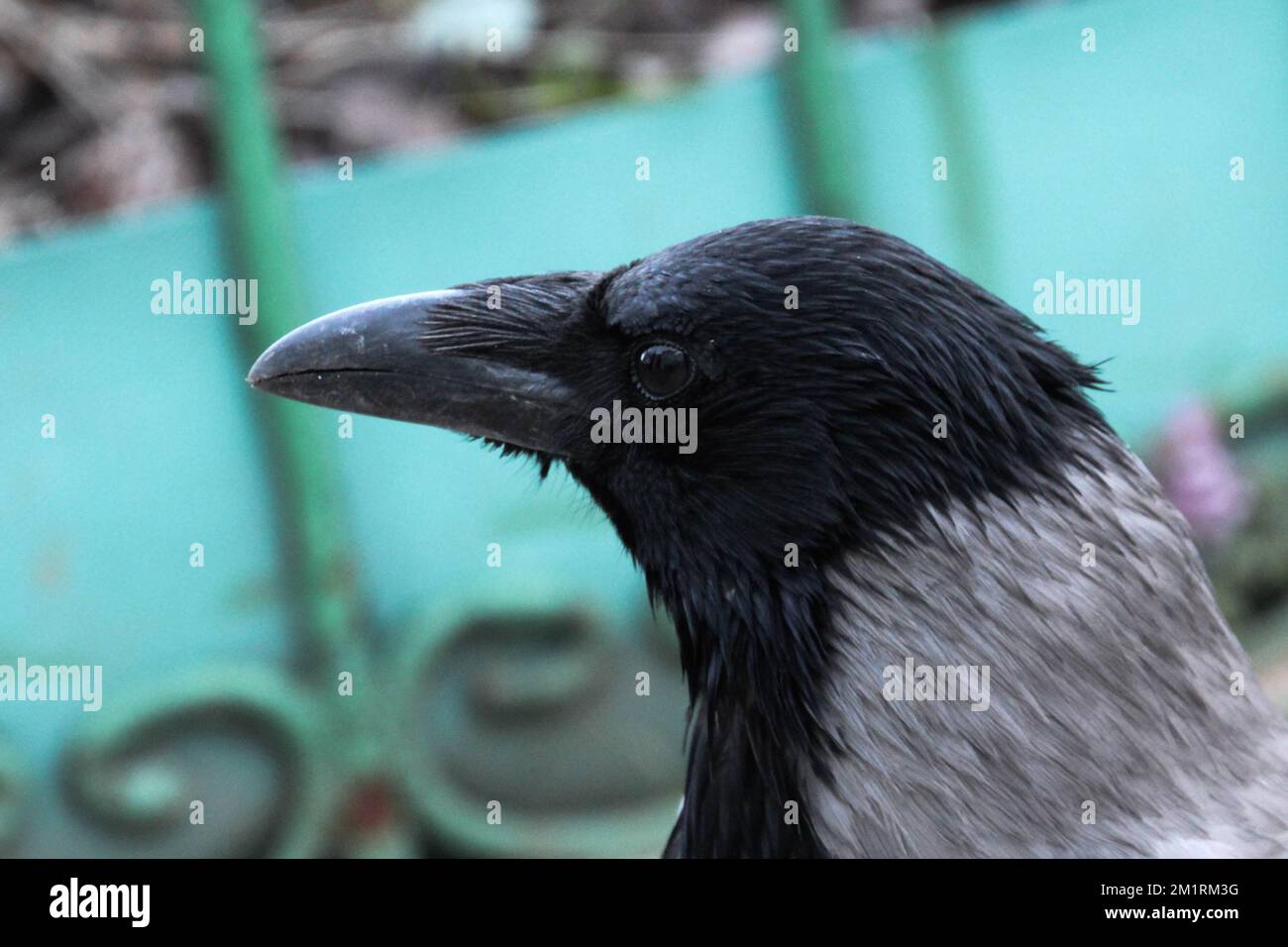 Primo piano con cappuccio. Corvus cornix Foto Stock