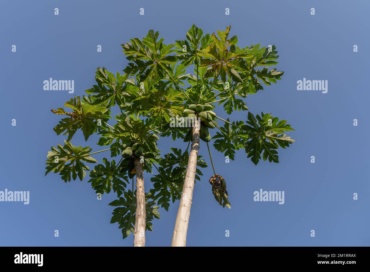 Vista a basso angolo di alberi di papaya o di papaya carica che portano frutti ricchi di vitamina C su sfondo cielo blu Foto Stock