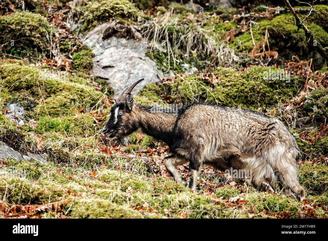 Feral Mountain Goat su una collina nelle Highlands della Scozia. Foto Stock