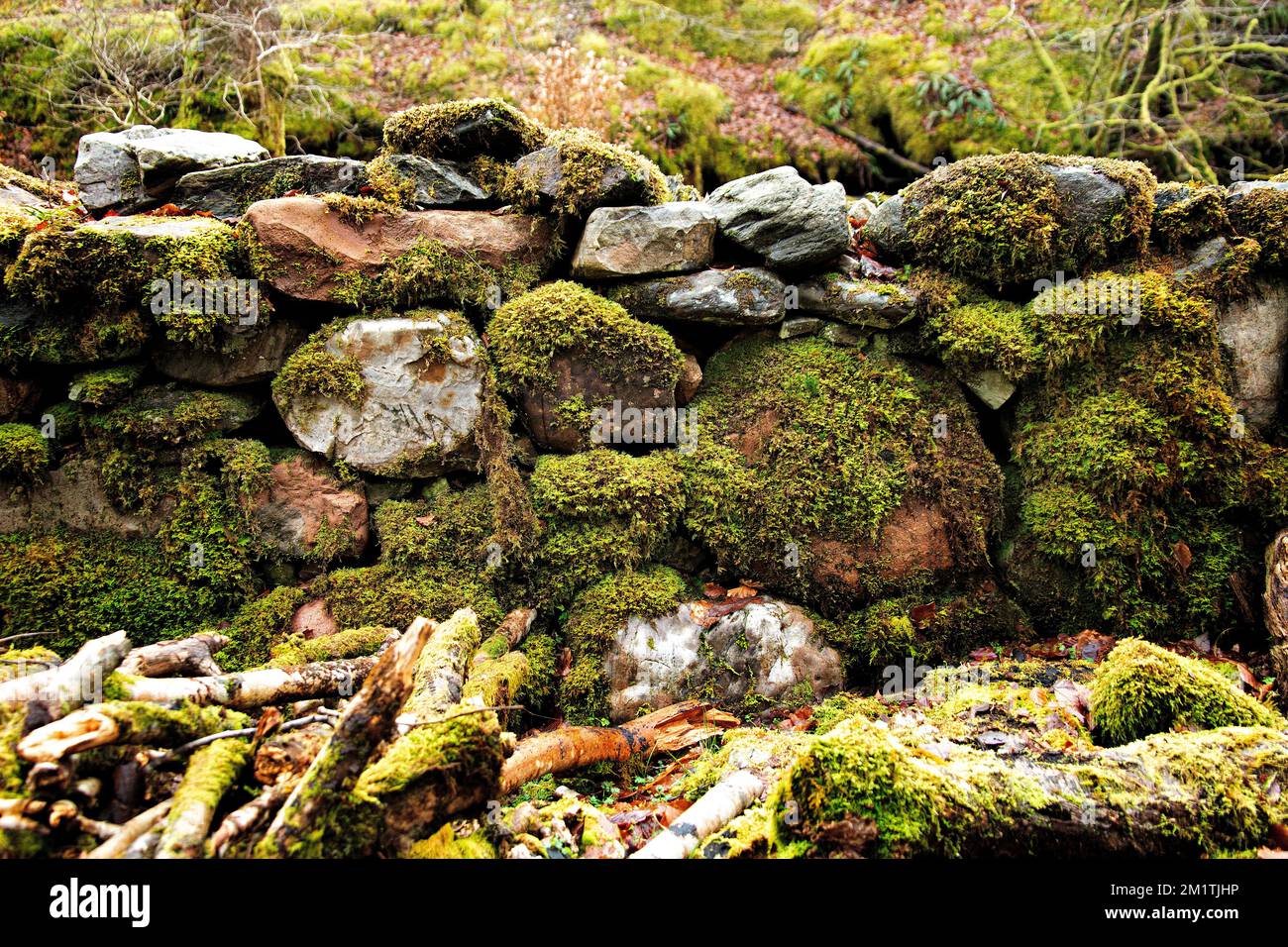 Mossi su un muro di pietra a secco nelle Highlands occidentali della Scozia. Foto Stock