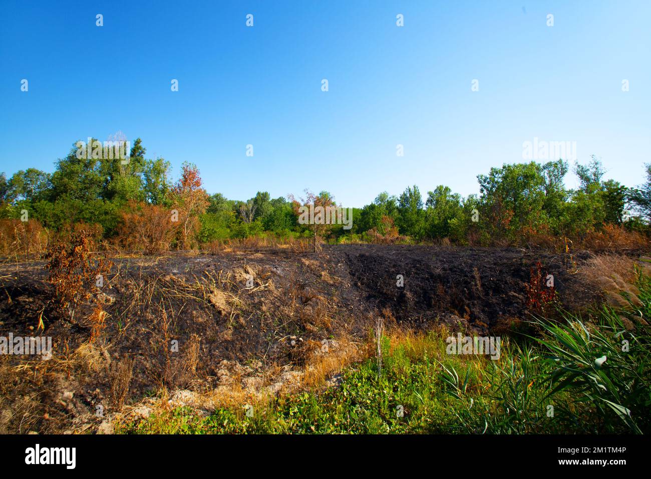 Paesaggio, campo di bruciatura in Val Padana, Parma Foto Stock