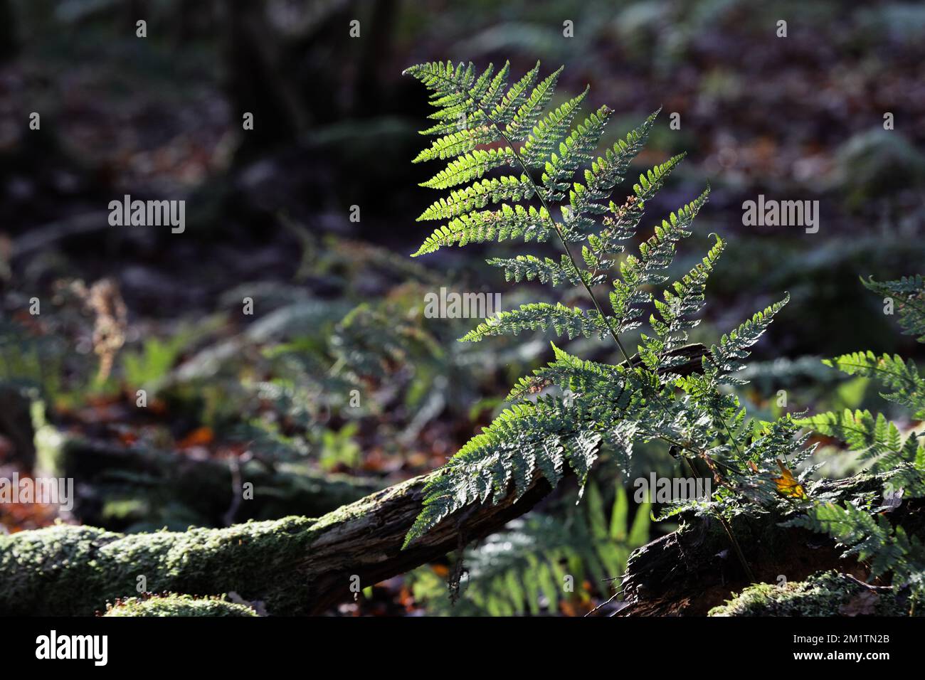 Felce retroilluminate in un antico habitat semi-naturale del bosco, Teesdale, contea di Durham, Regno Unito Foto Stock