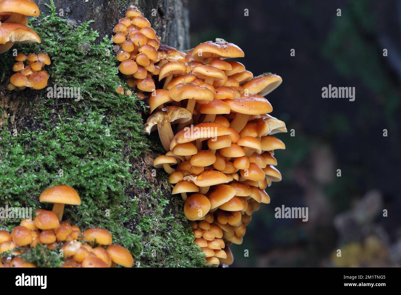 Velvet Shank (Flammulina vellutipes) funghi, alcuni dei quali sono congelati e rivestiti di ghiaccio, che crescono su un vecchio albero di Sycamore, Inghilterra del Nord, Regno Unito Foto Stock