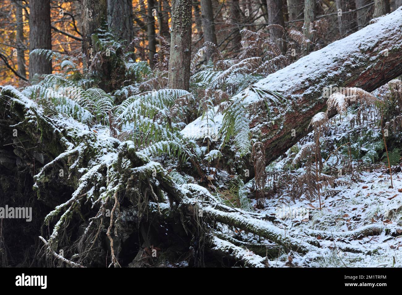 Fallen Tree in a Winter Woodland Scene, North Pennines, Bowlees, Teesdale, County Durham, REGNO UNITO Foto Stock
