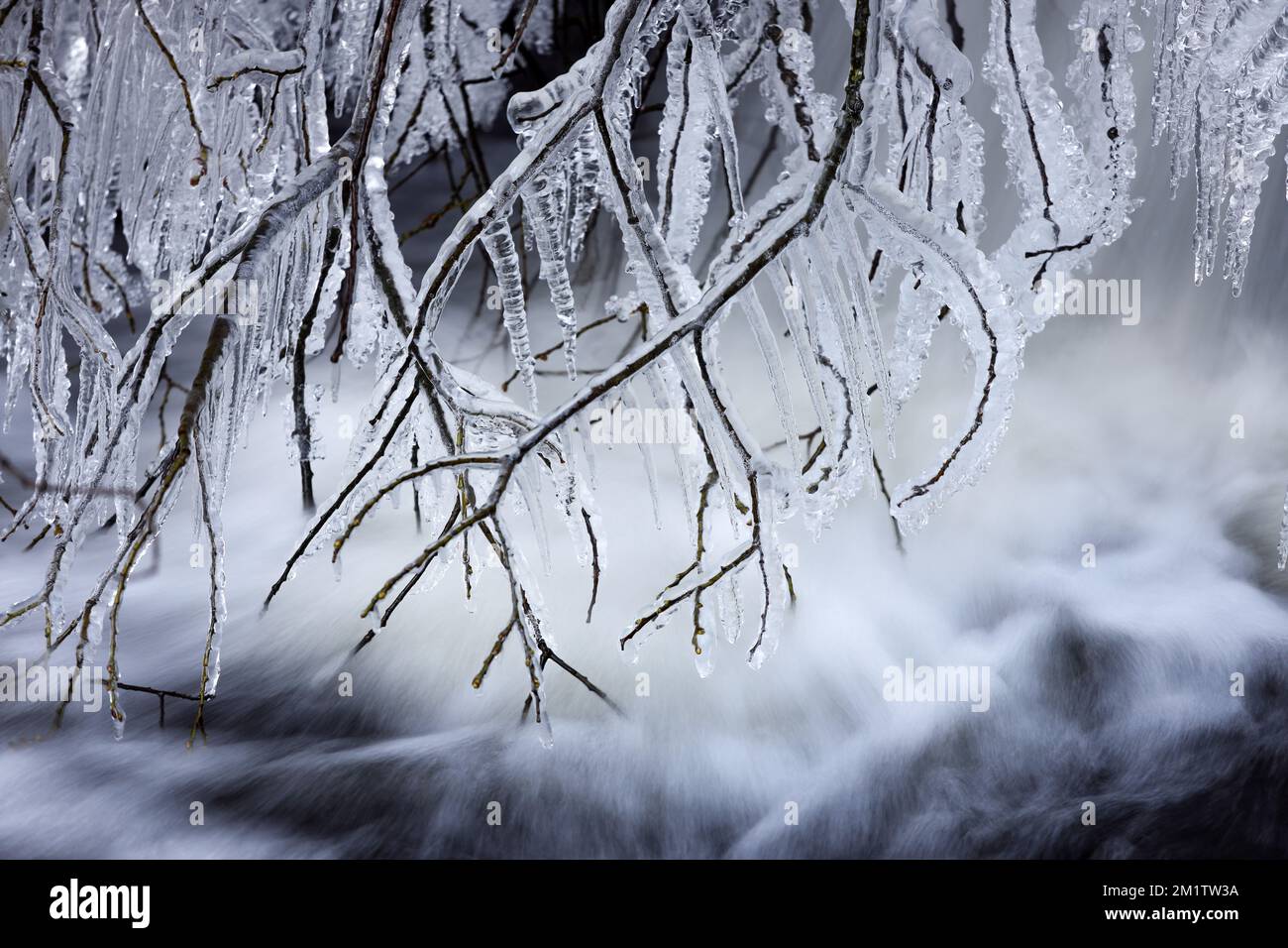 Ghiaccio che ricopre i rami di un albero vicino a una cascata, North Pennines, Teesdale, County Durham, UK Foto Stock