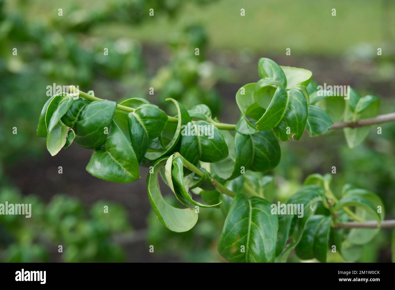 Fogliame di Prunus laurocerasus 'Camelliifolia' fogliame di alloro di ciliegio nel giardino britannico novembre Foto Stock