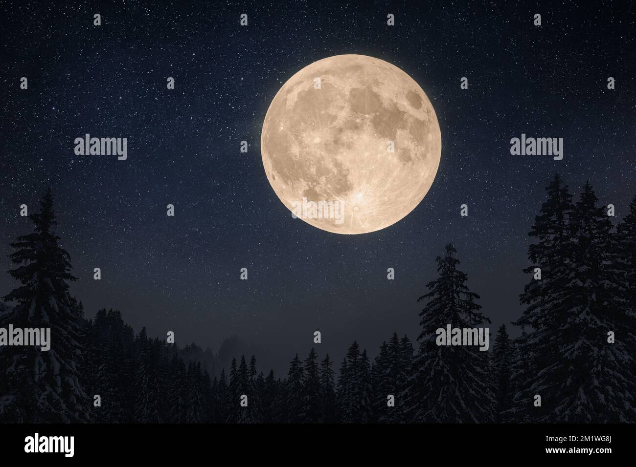 Notte cielo stellato chiaro in una foresta nevosa la vigilia di Natale Foto Stock