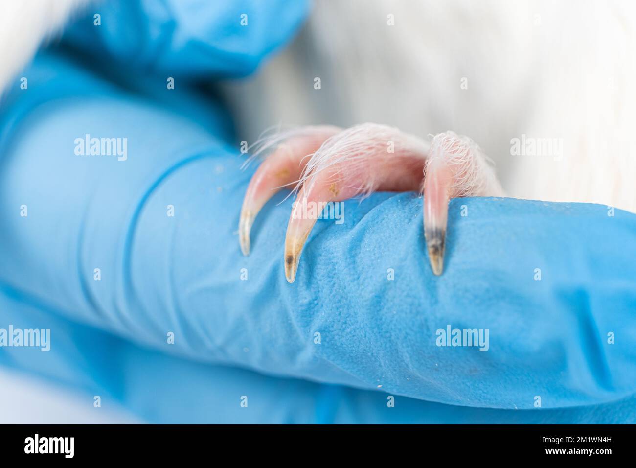 Il veterinario mostra gli artigli di un piccolo porcellino d'India. Foto Stock