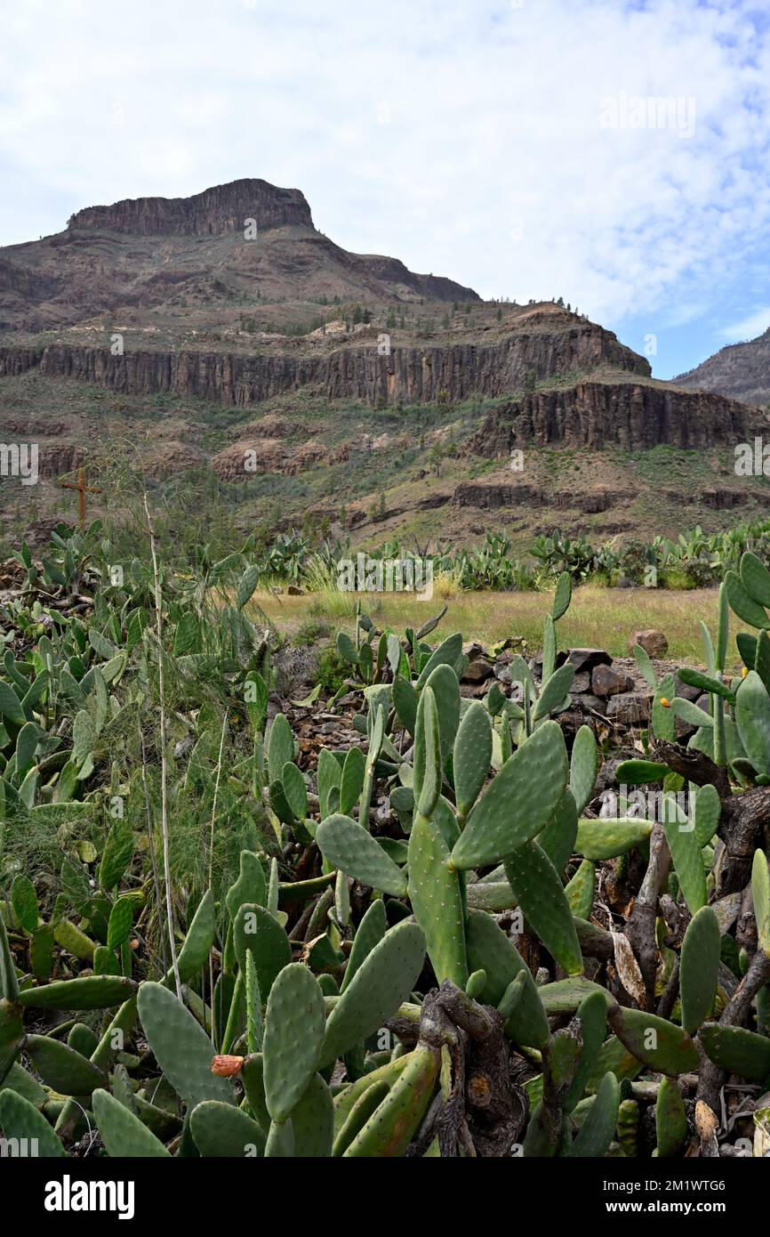 Montagne San Bartolomé de Tirajana valle, Gran Canaria con Cactus (Chumbera nopal) in primo piano Foto Stock