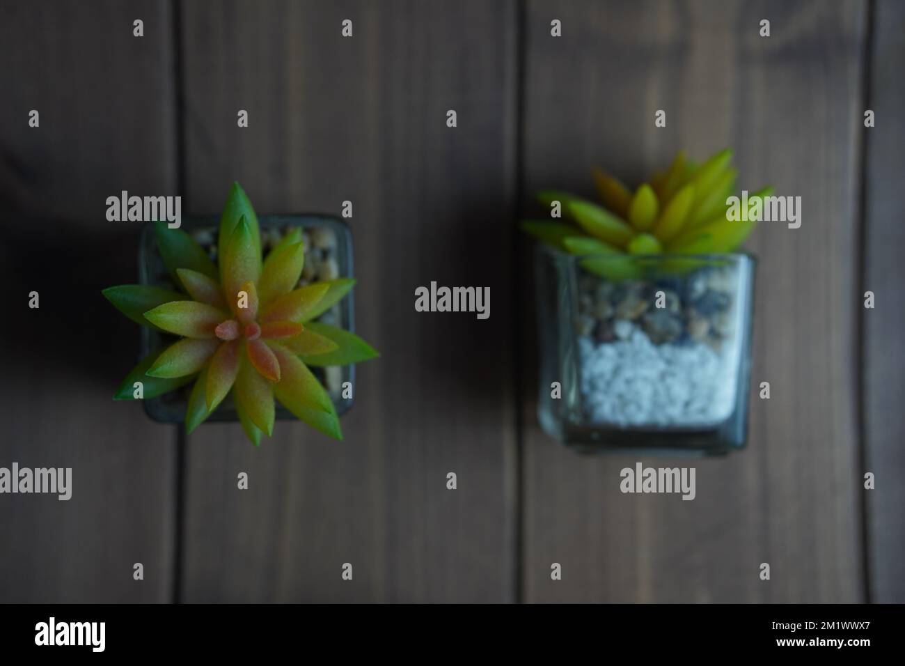 vista dall'alto una finta pianta in plastica artificiale in vaso su una superficie di legno per la decorazione. Foto Stock