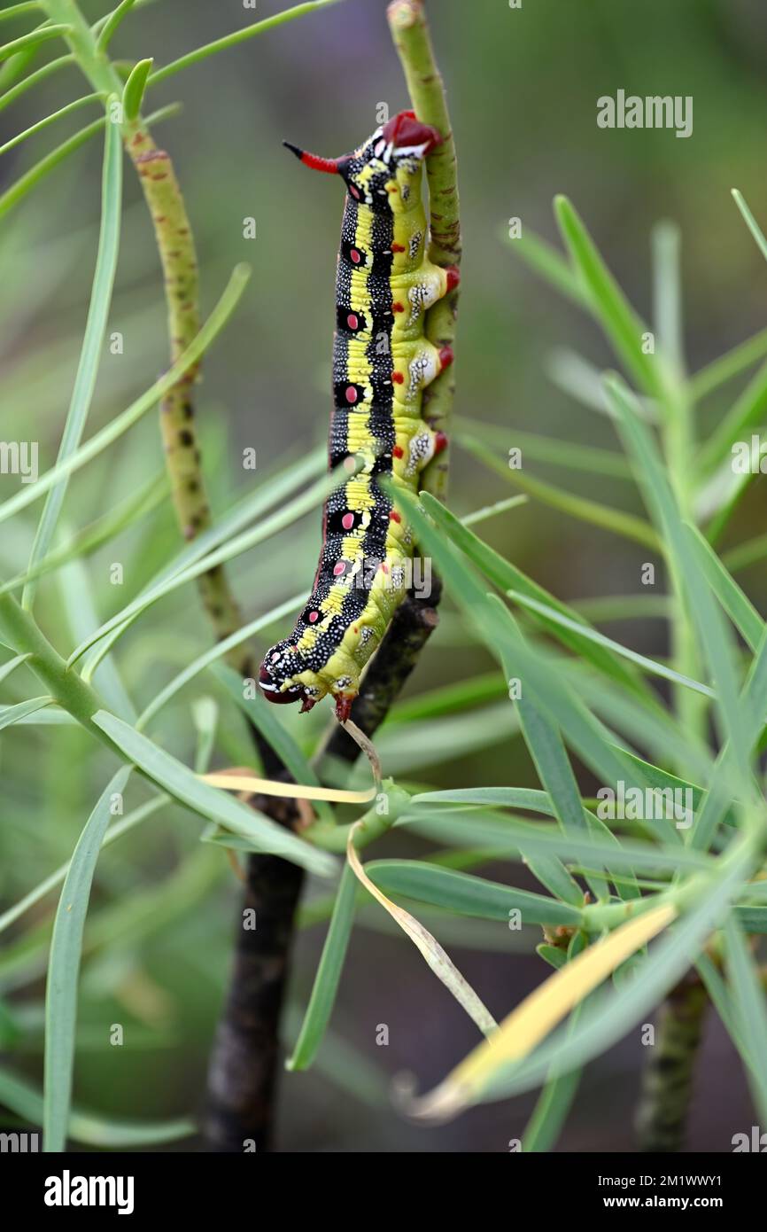 Bruco (di falco di SPUGE) su una pianta succulenta (Euphorbia balsamifera) in libertà, Gran Canaria, Isole Canarie, Spagna, Foto Stock