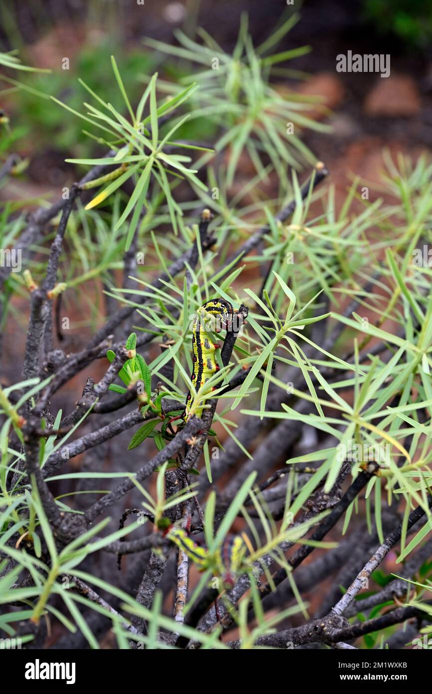 Due pilastri (di falco-falco-falco di SPUGE) camuffati su una pianta succulenta (Euphorbia balsamifera) in libertà, Gran Canaria, Isole Canarie, Spagna, Foto Stock
