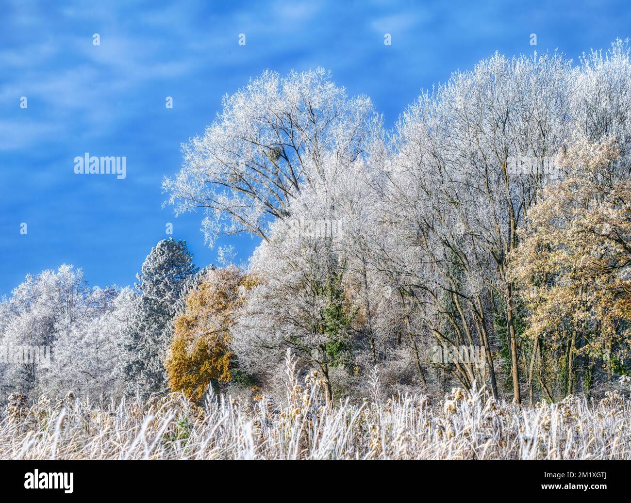 Alberi in polvere con ghiaccio in una fredda mattinata invernale, la foresta mista ha un rivestimento smerigliato simile allo zucchero in una giornata di sole con cielo blu, in Germania Foto Stock