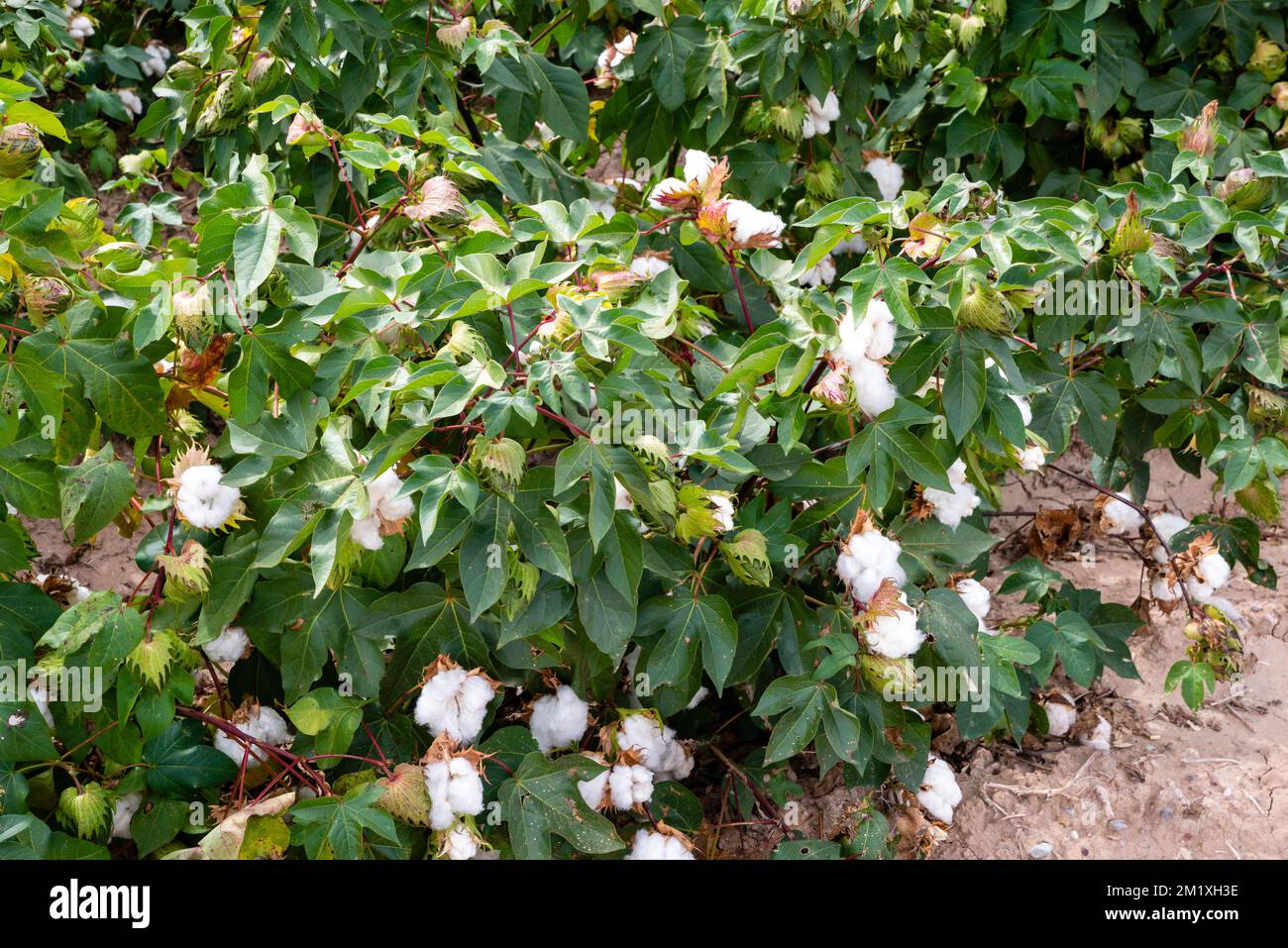 Fotografia di un campo di cotone lungo una strada in New Mexico rurale, Stati Uniti. Foto Stock