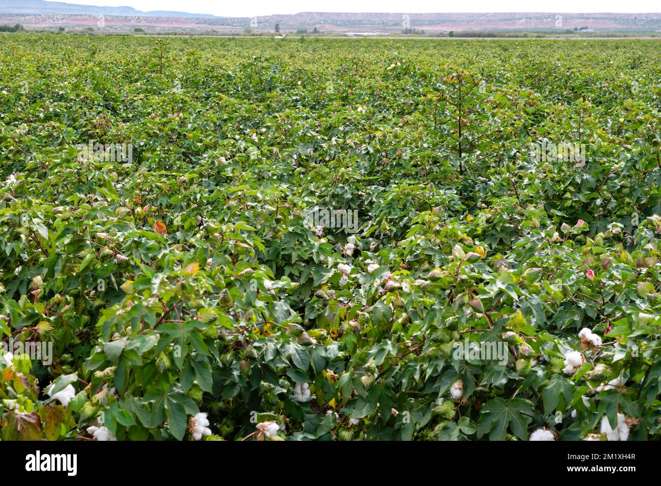 Fotografia di un campo di cotone lungo una strada in New Mexico rurale, Stati Uniti. Foto Stock
