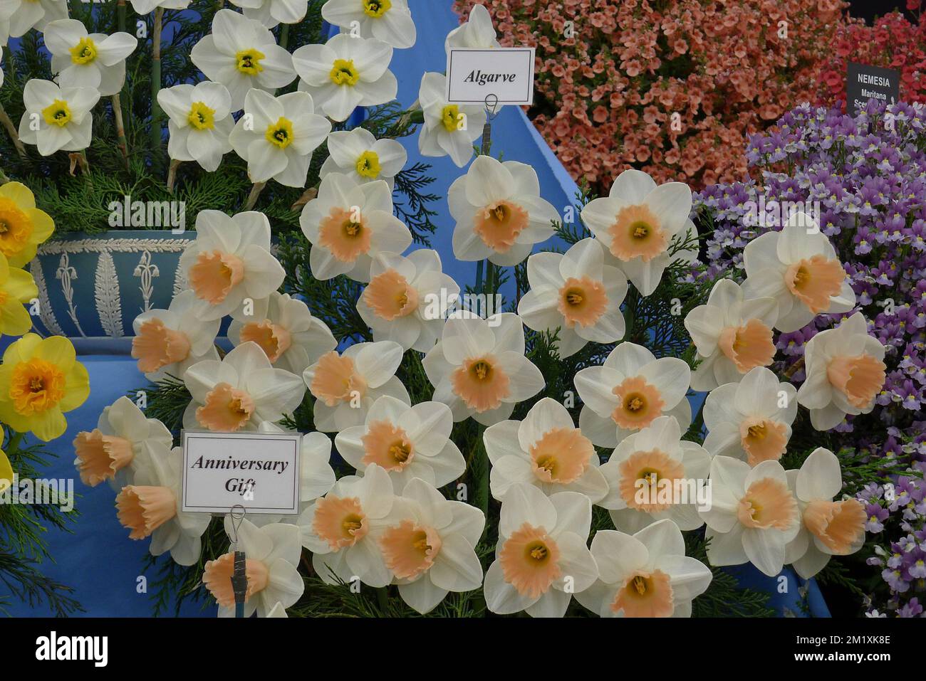 Un bouquet di narcisi bianchi con tazze rosa (Narcissus) Algarve in una mostra a maggio Foto Stock