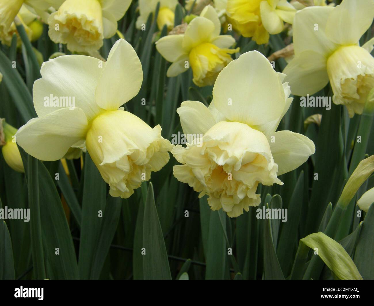 Bianco e giallo Ciclamino doppio narcisi (Narcissus) in stile Art Nouveau fioriscono in un giardino a marzo Foto Stock