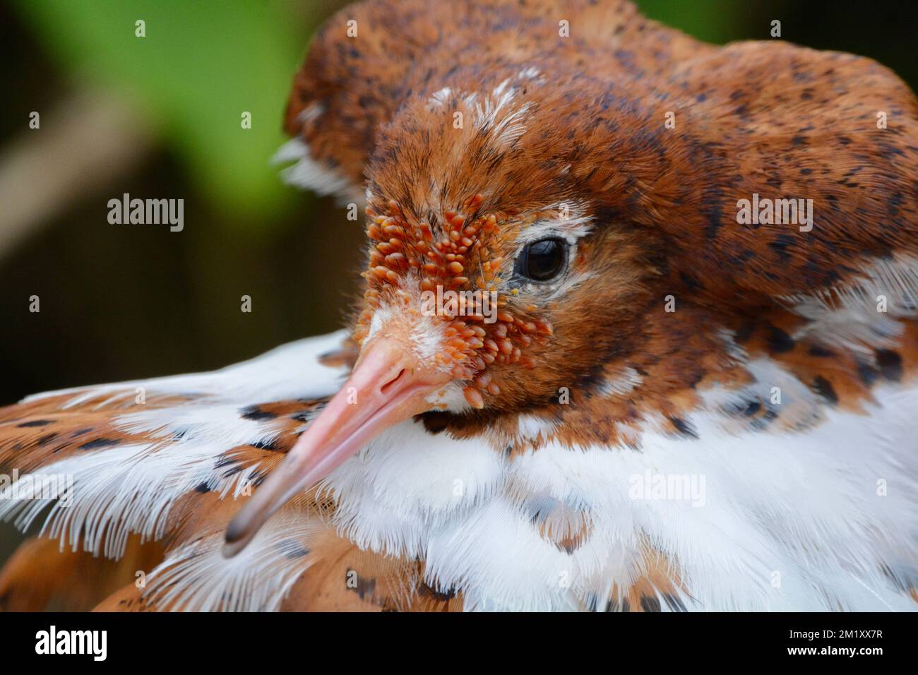 Uccello di guado di Ruff. Norfolk, Inghilterra Foto Stock