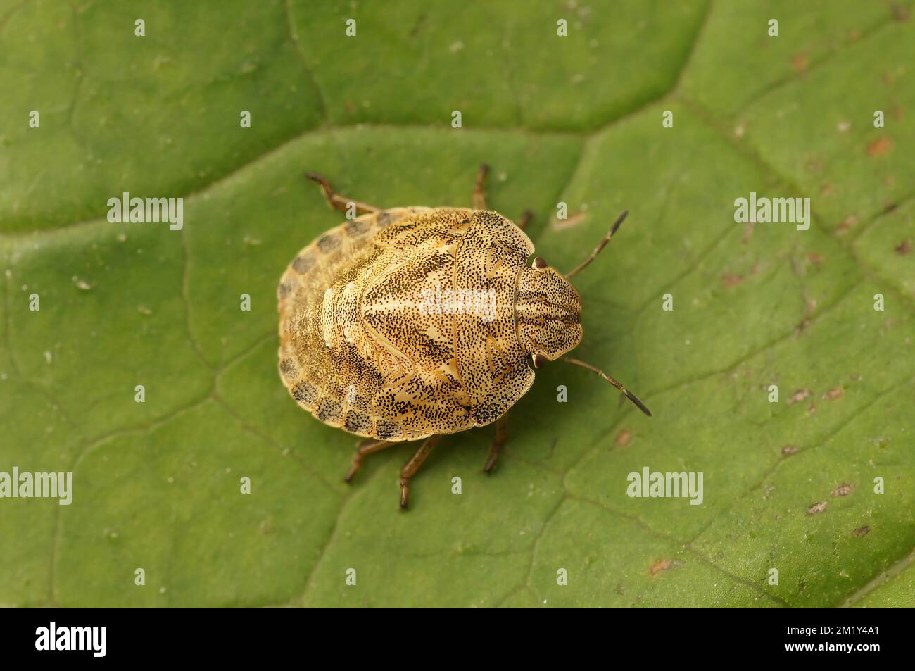 Un primo piano di bug tartaruga sulla foglia verde Foto Stock