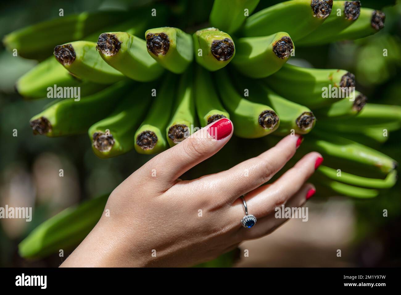 Mano di donna che tocca un mazzo di banane verdi crude che crescono naturalmente in una piantagione a Tenerife, Isole Canarie, amata frutta venduta nei mercati locali Foto Stock