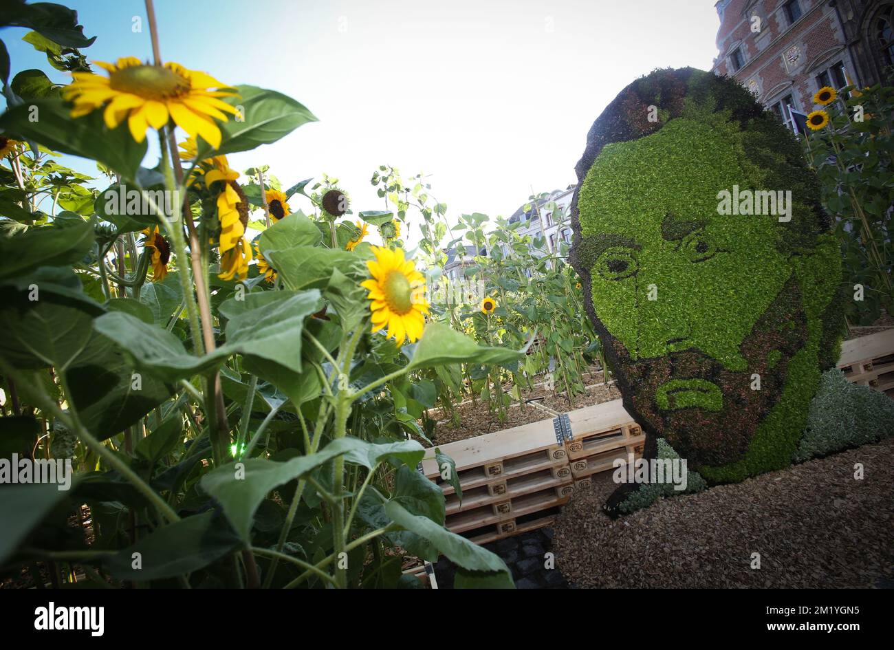 Immagine ripresa durante l'apertura di un labirinto di girasole nell'ambito della "capitale europea della cultura di Mons 2015" a Mons, venerdì 17 luglio 2015. Il labirinto, composto da oltre 7000 girasoli, è dedicato alla mostra Vincent Van Gogh che si è conclusa a maggio. Foto Stock