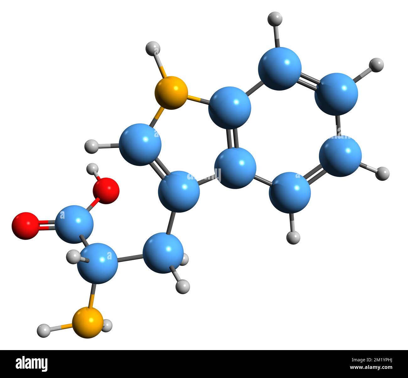 3D immagine della formula scheletrica del triptofano - struttura chimica molecolare dell'amminoacido isolato su sfondo bianco Foto Stock