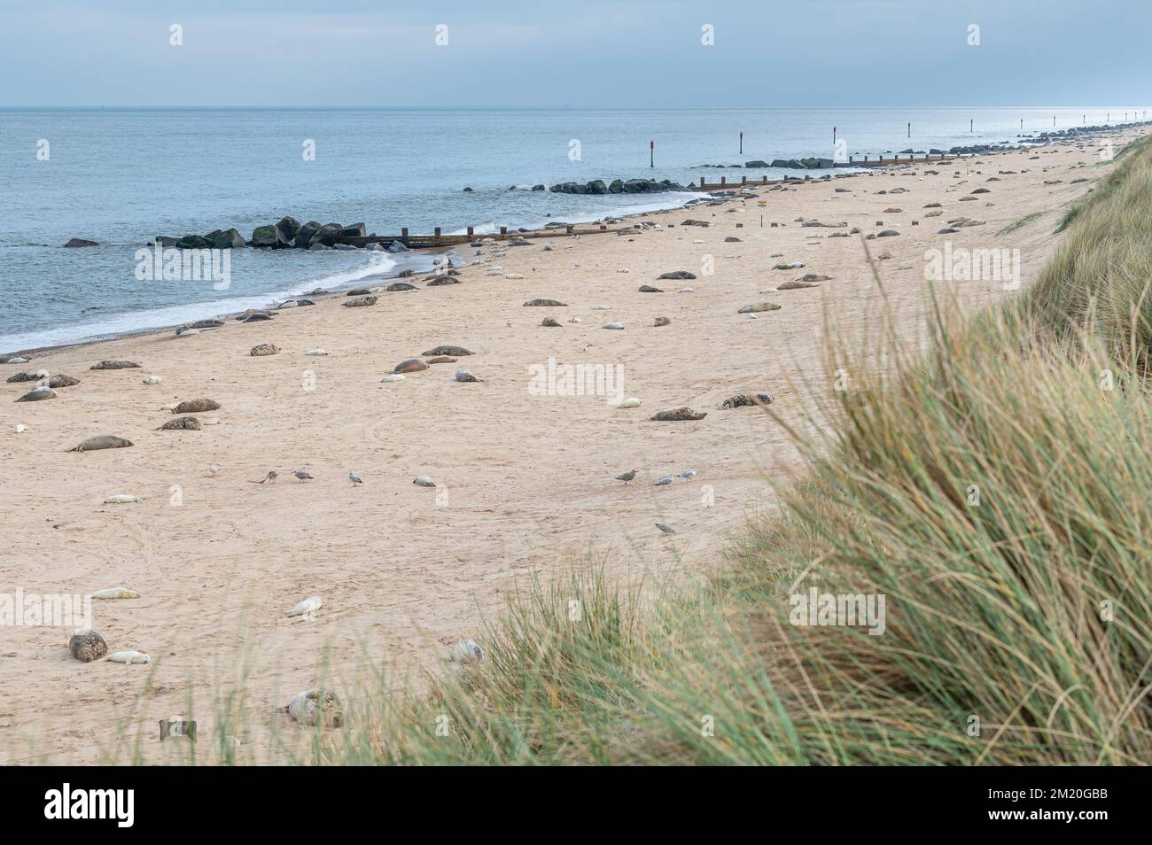 Foche e cuccioli di foca sulla spiaggia di Horsey Gap Foto Stock