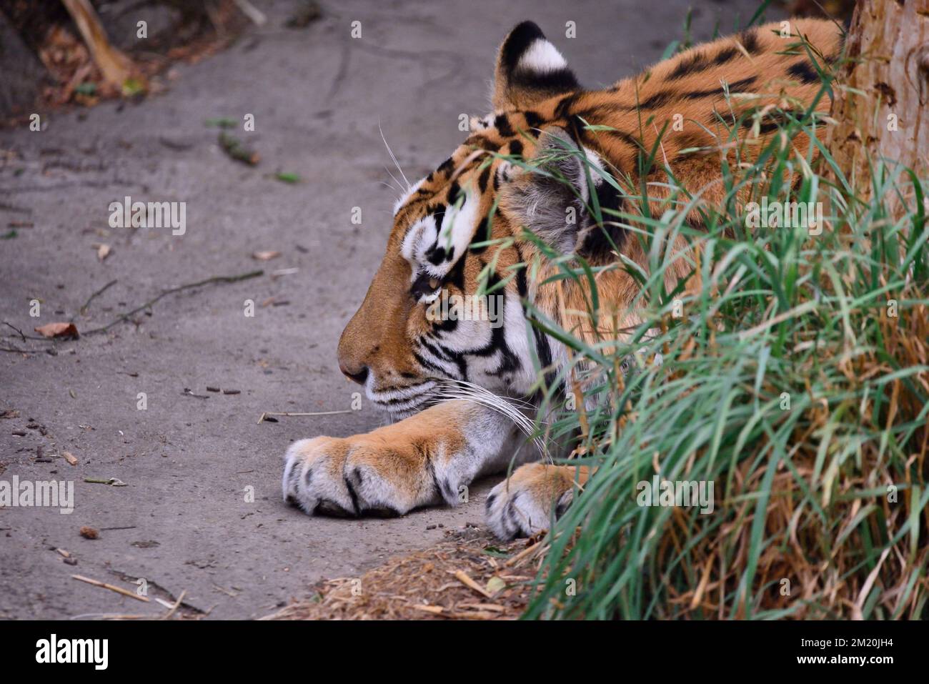 Una vista laterale di una tigre di amur che si trova nel suo habitat in uno zoo Foto Stock