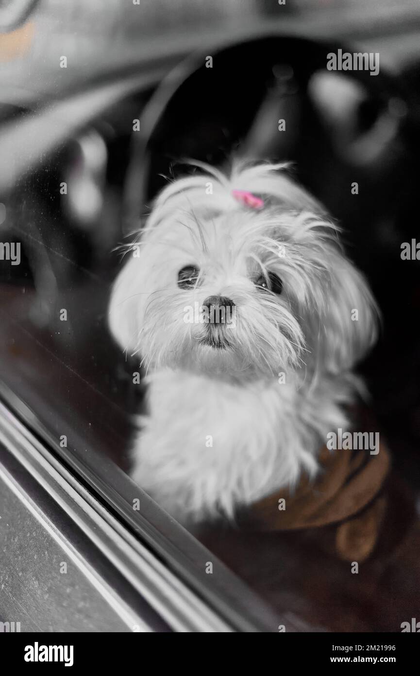 Bel cane bianco bichon maltese in piedi all'interno di un'auto in attesa dei suoi proprietari. Foto Stock