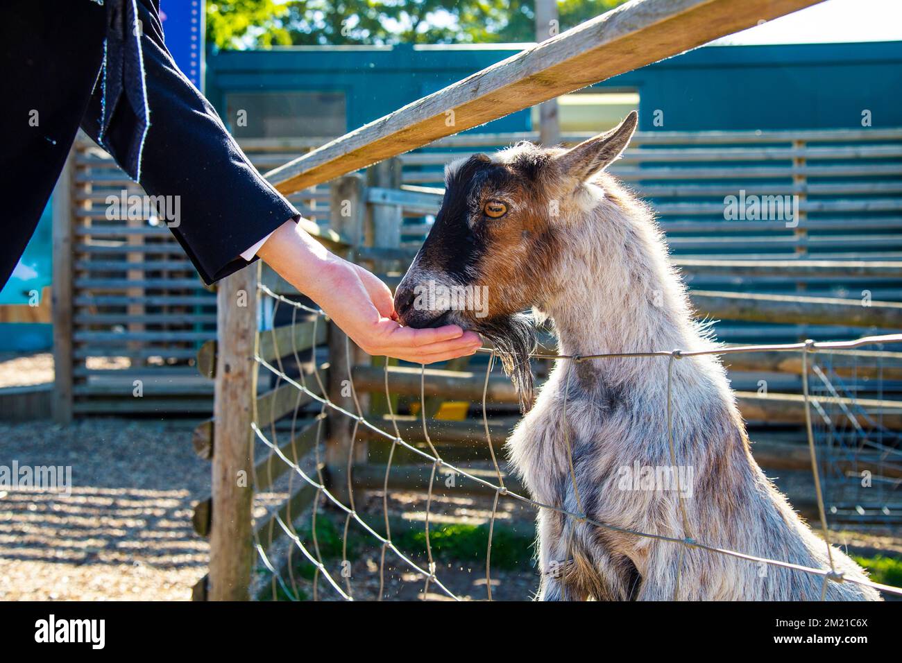 Uomo che mangia capra al Jimmy's Farm & Wildlife Park, Suffolk, Regno Unito Foto Stock