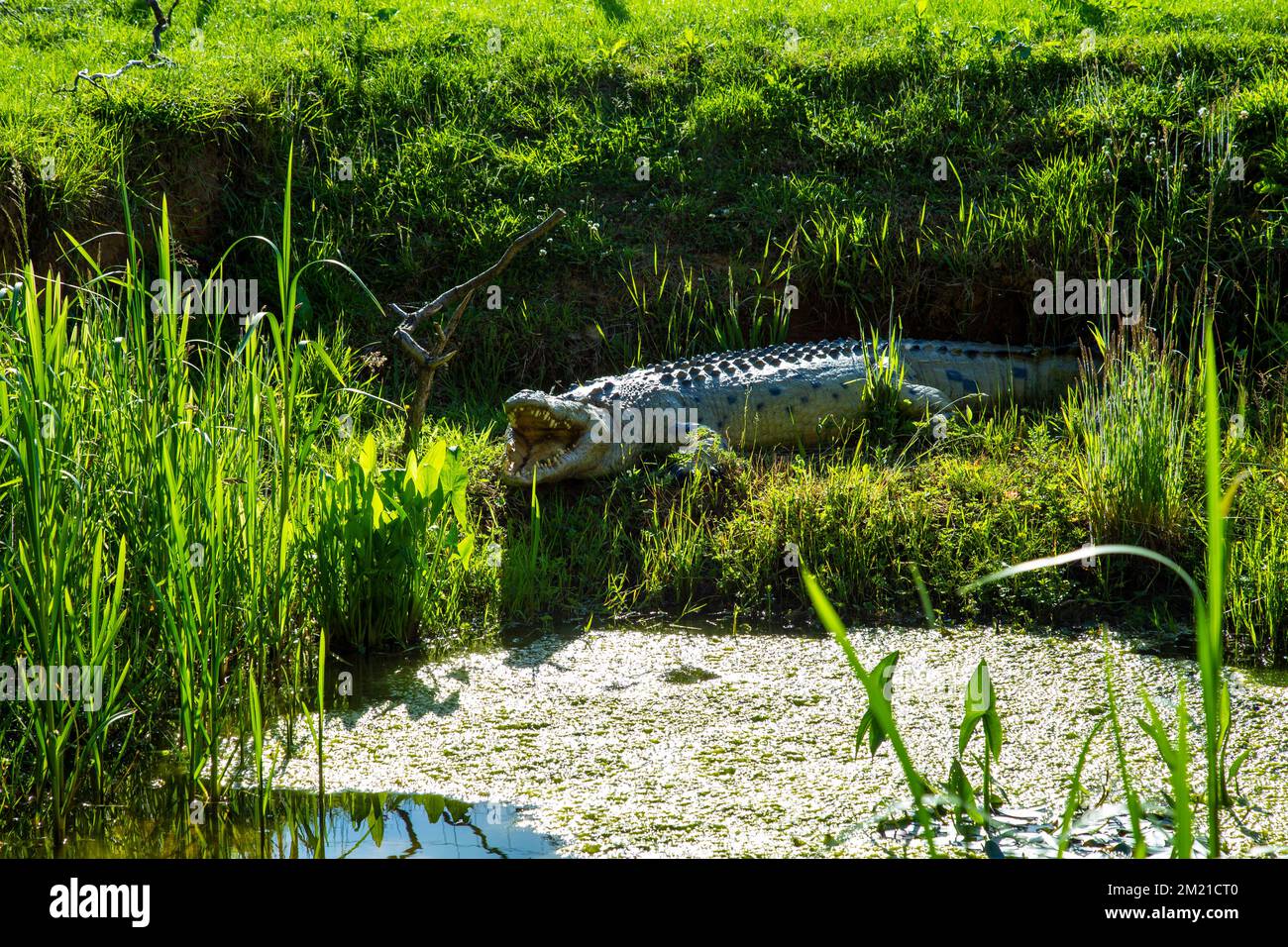 Replica di un coccodrillo in un laghetto presso il Jimmy's Farm & Wildlife Park, Suffolk, Regno Unito Foto Stock