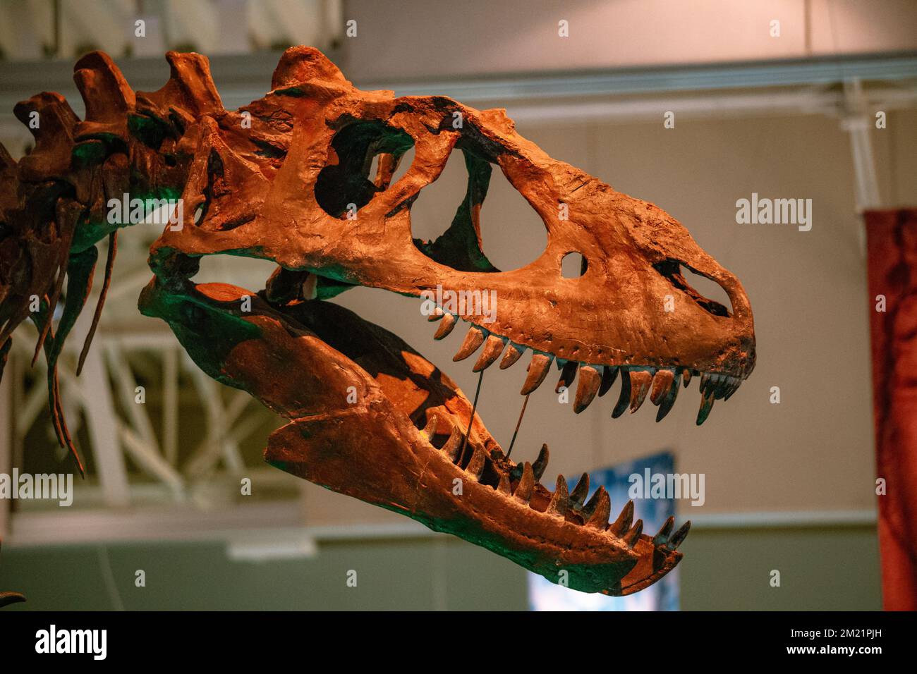 Cranio T-rex Foto Stock