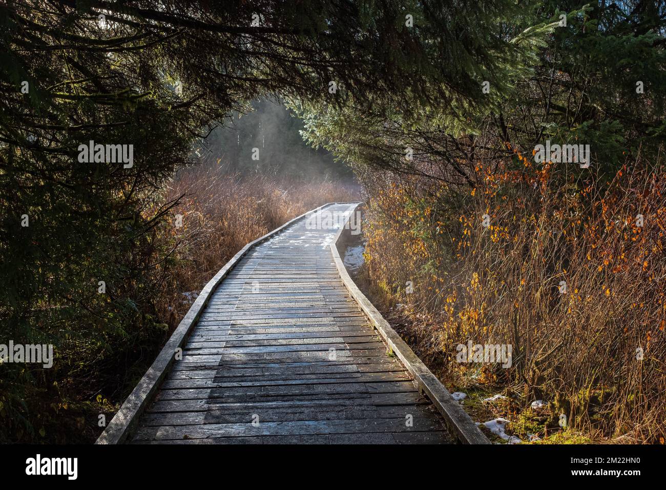 Mystic viaggio avanti, un vicolo tranquillo su una bella foresta con ruscello. Bellissimo sentiero in legno per trekking nella natura. Passerella attraverso la pioggia Foto Stock
