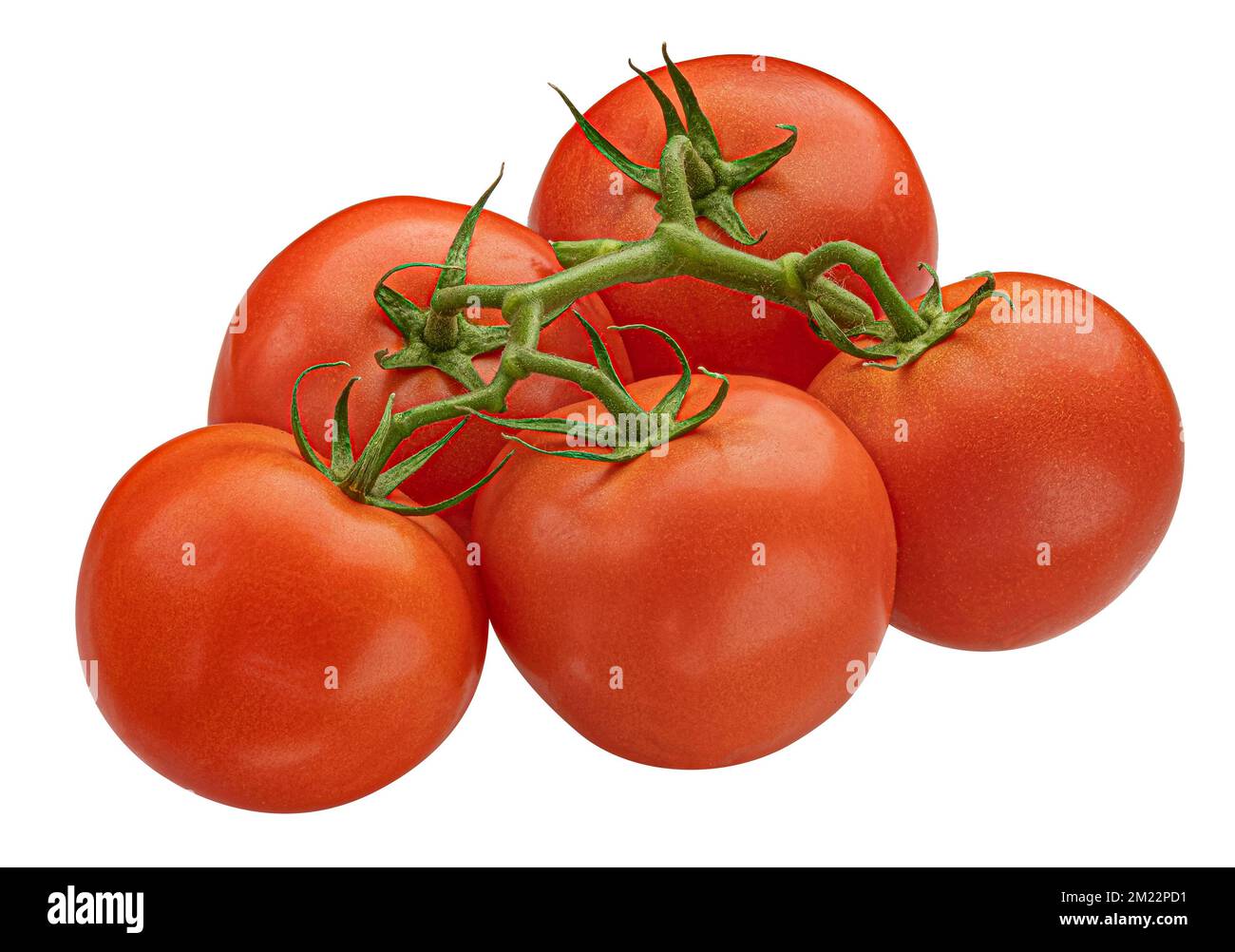 Ramo di pomodoro isolato su sfondo bianco Foto Stock