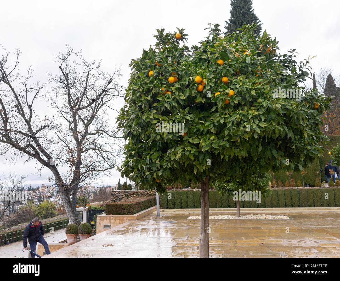 Un bellissimo albero di arance situato nei giardini del generalife con pavimento bagnato e albero ramificato Foto Stock