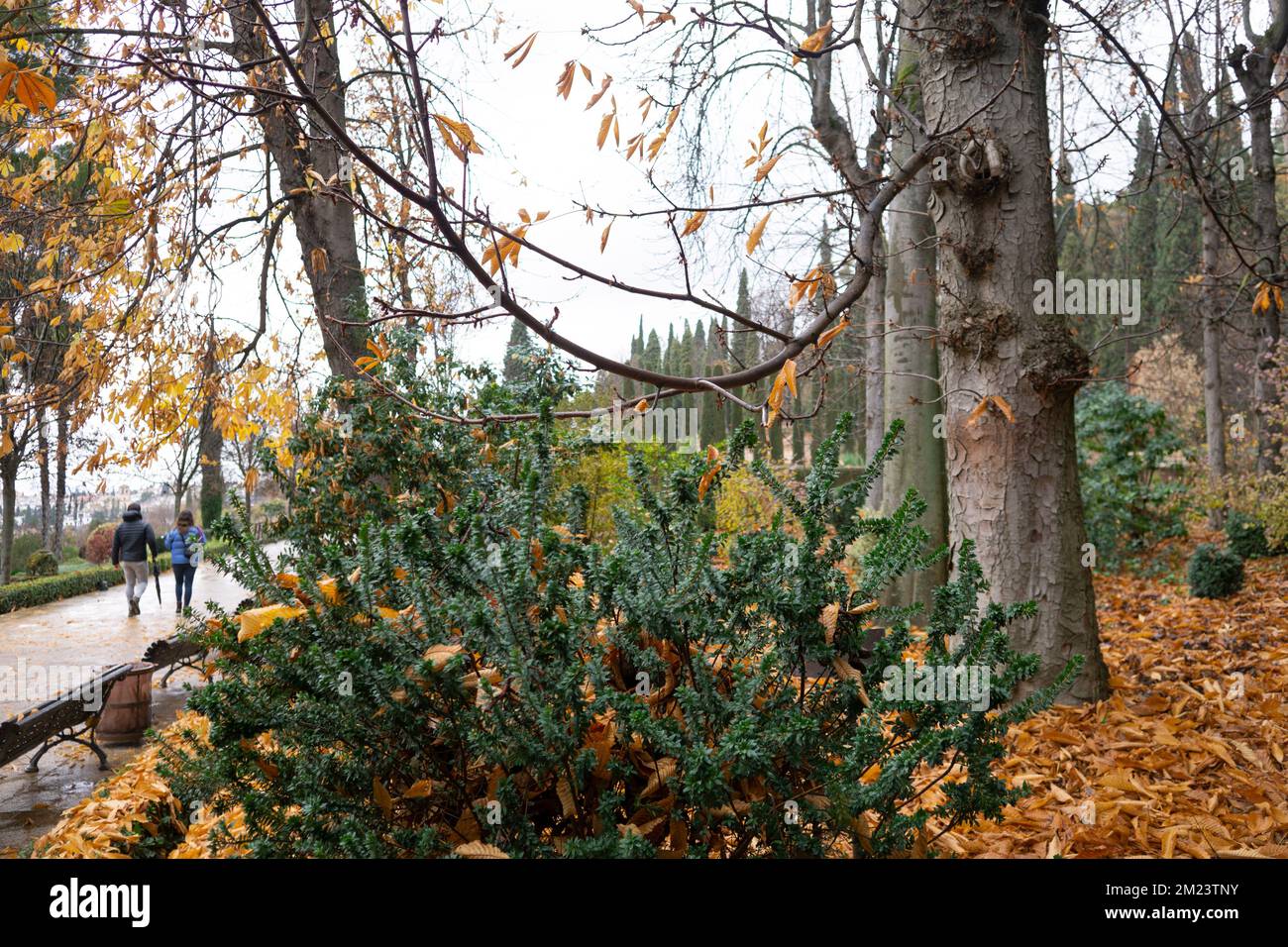 Generalife giardini vegetazione in autunno Foto Stock