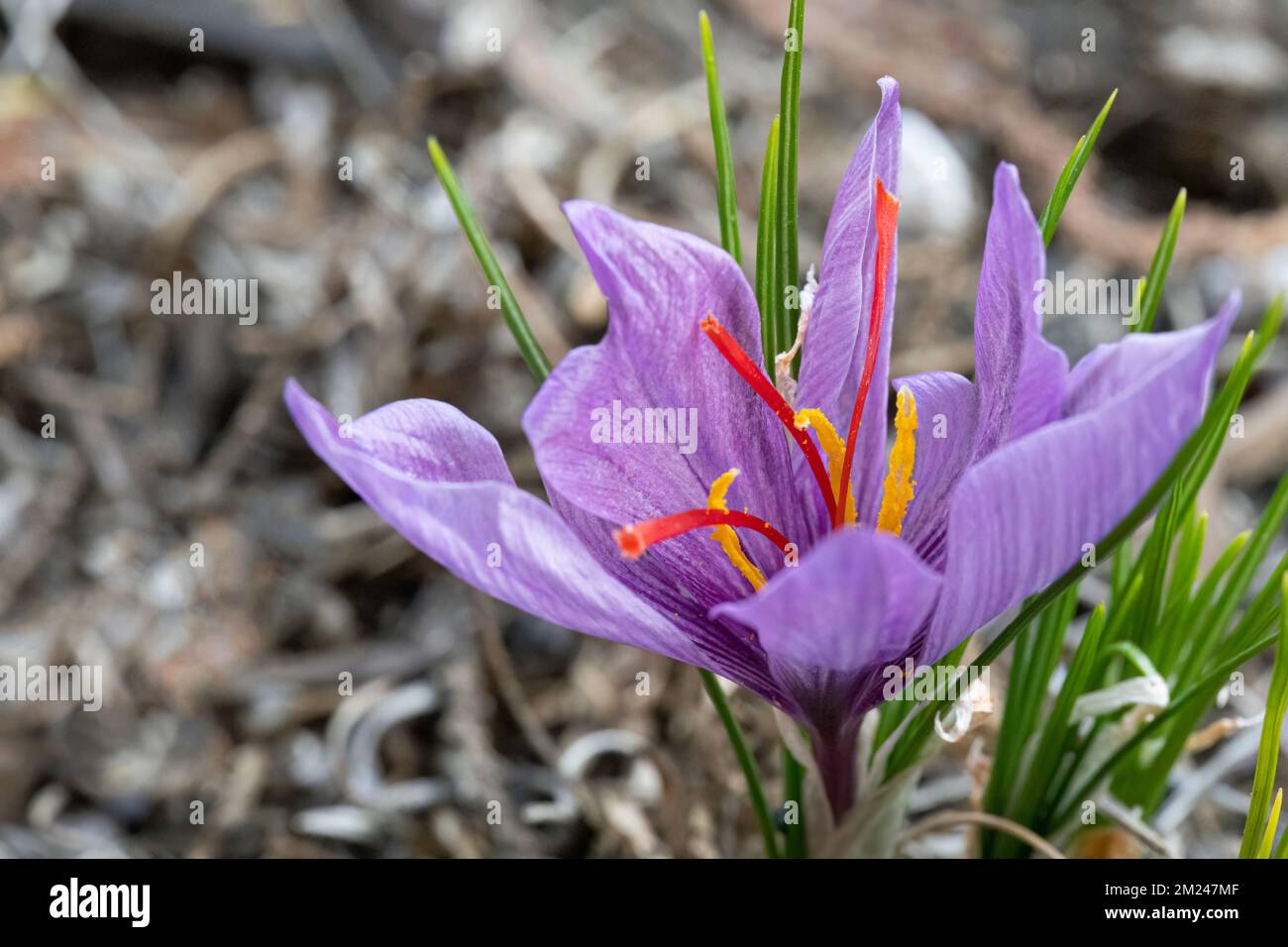 Croco allo zafferano (Crocus sativus), AKA: Croco autunnale in fiore. I suoi stigmi sono conosciuti come lo zafferano delle spezie. Foto Stock