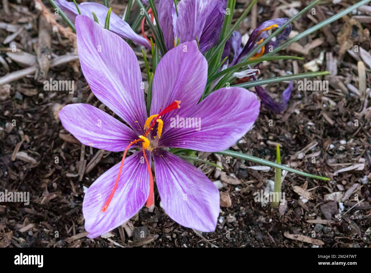 Croco allo zafferano (Crocus sativus), AKA: Croco autunnale in fiore. I suoi stigmi sono conosciuti come lo zafferano delle spezie. Foto Stock
