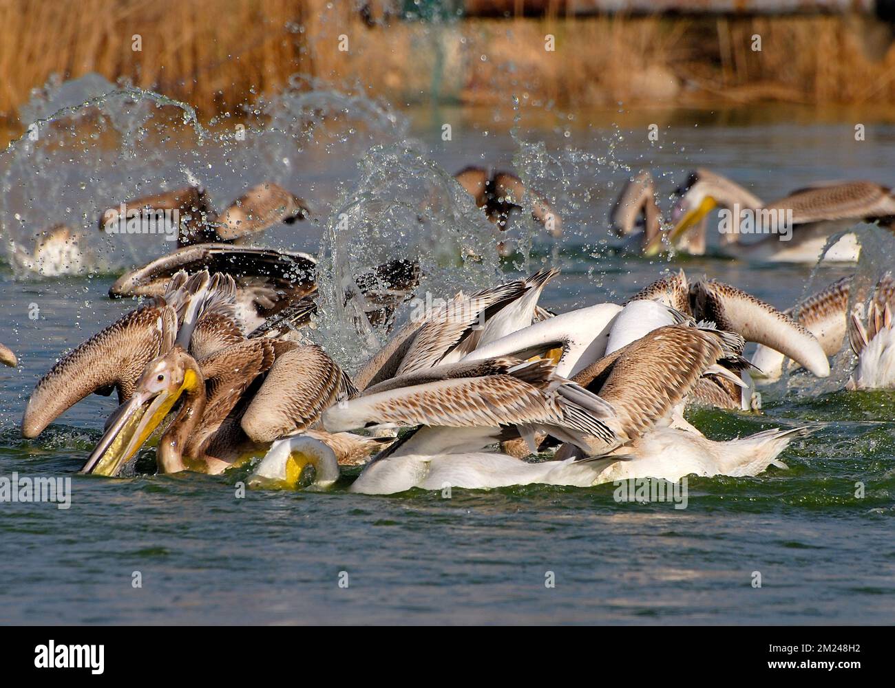 Grande gruppo di pelican bianco che alimenta Foto Stock
