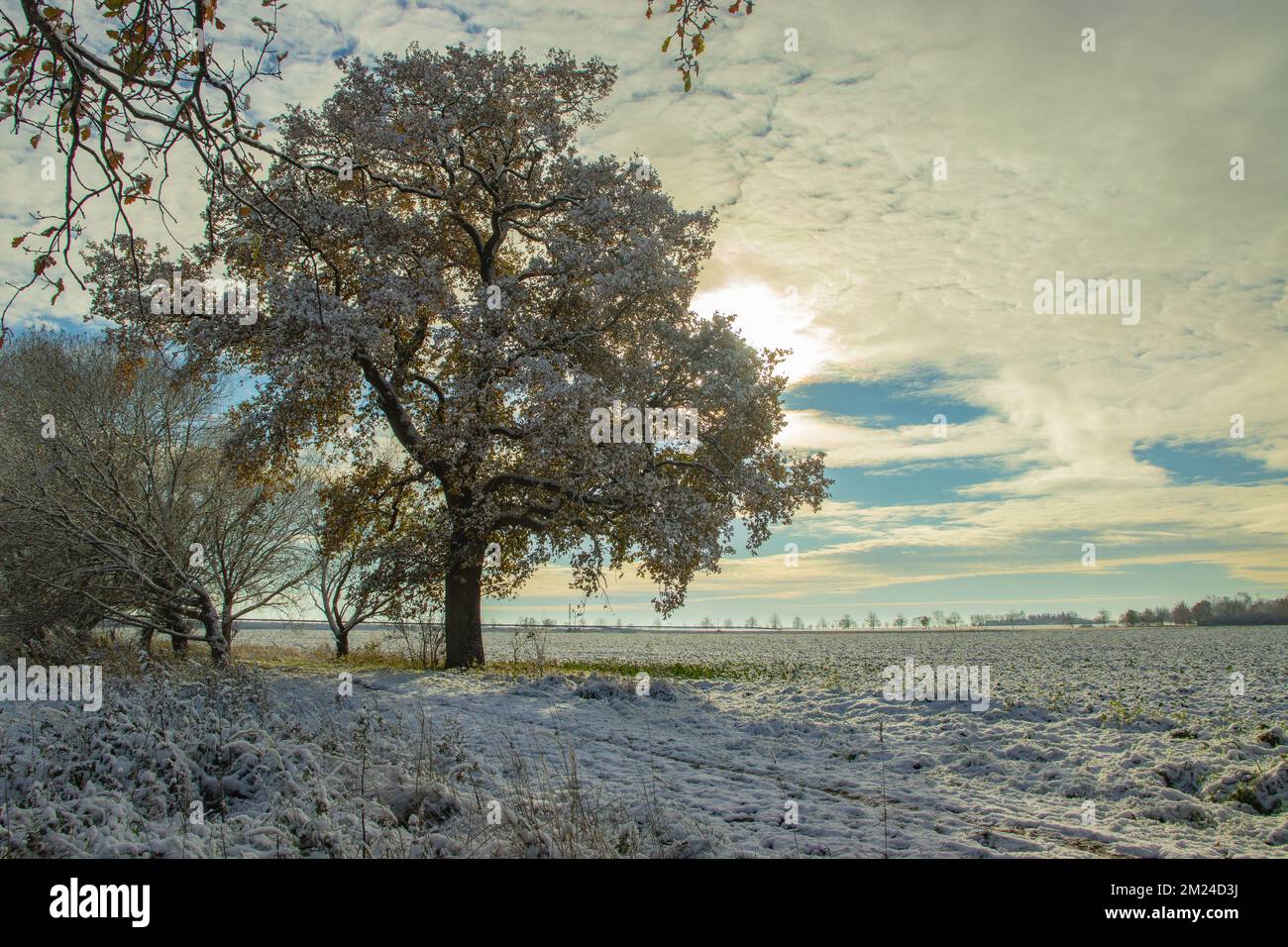 Inverno con albero Foto Stock