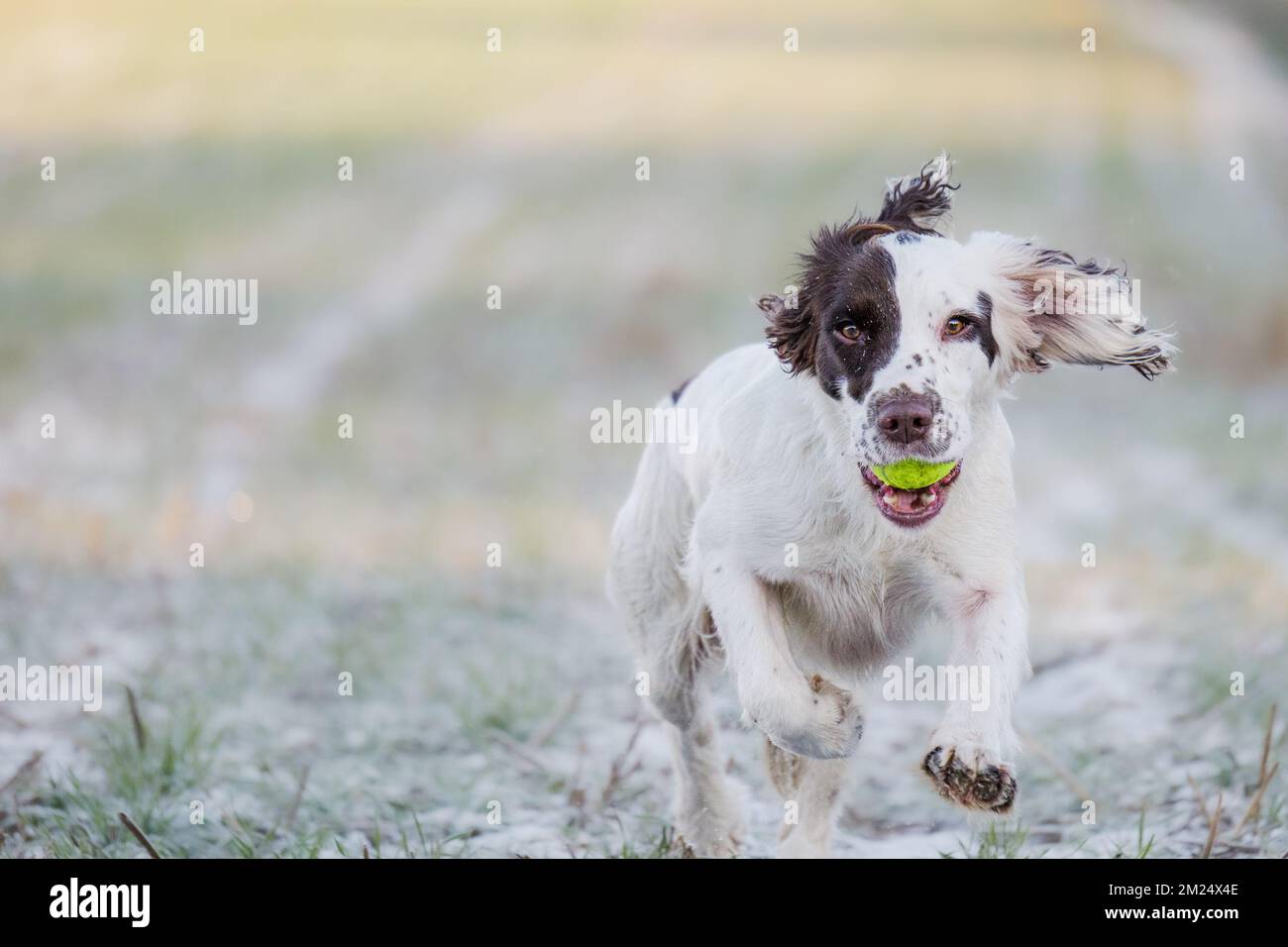 Springer Spaniel cane da lavoro che recupera una palla da tennis mentre gioca a fetch. Foto Stock