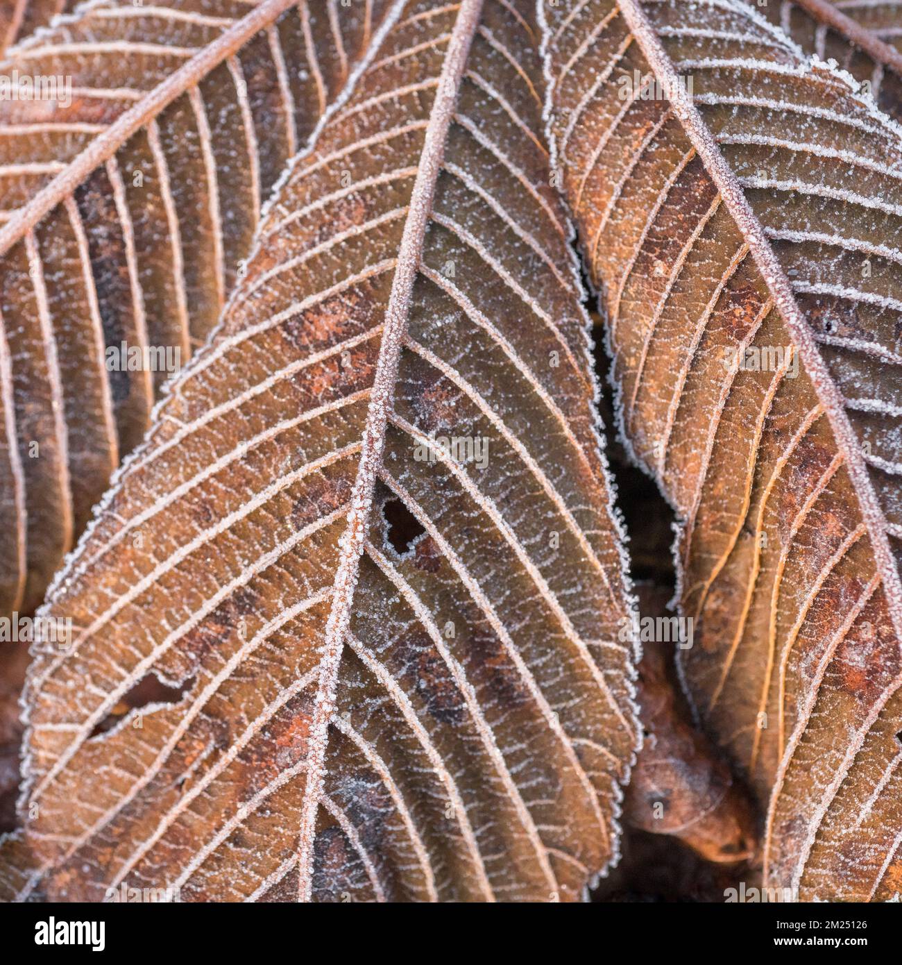 Close-shot di ghiaccio coperto foglie di palmate arancio autunnale di Cavallo castagno / Aesculus hippocastanum, una volta utilizzato in medicina. Vedere Note di interesse. Foto Stock