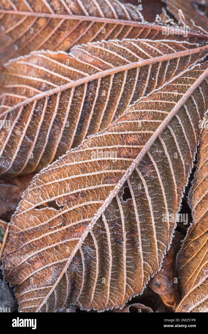 Close-shot di ghiaccio coperto foglie di palmate arancio autunnale di Cavallo castagno / Aesculus hippocastanum, una volta utilizzato in medicina. Primo sole d'autunno. Foto Stock